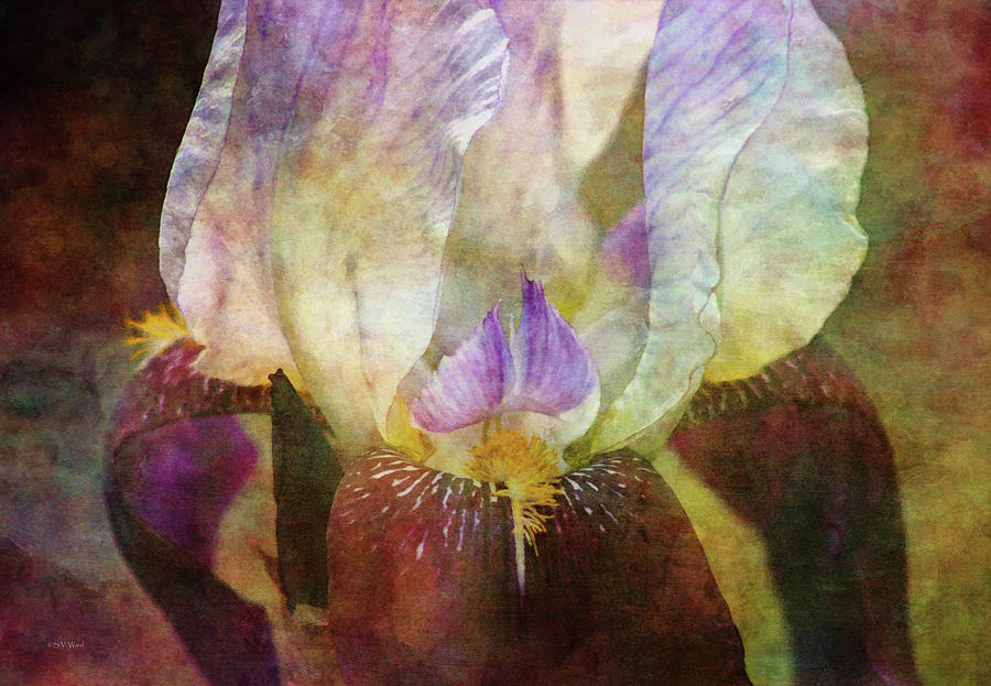 White and Purple Iris 0646 IDP_2 Photograph by Steven Ward