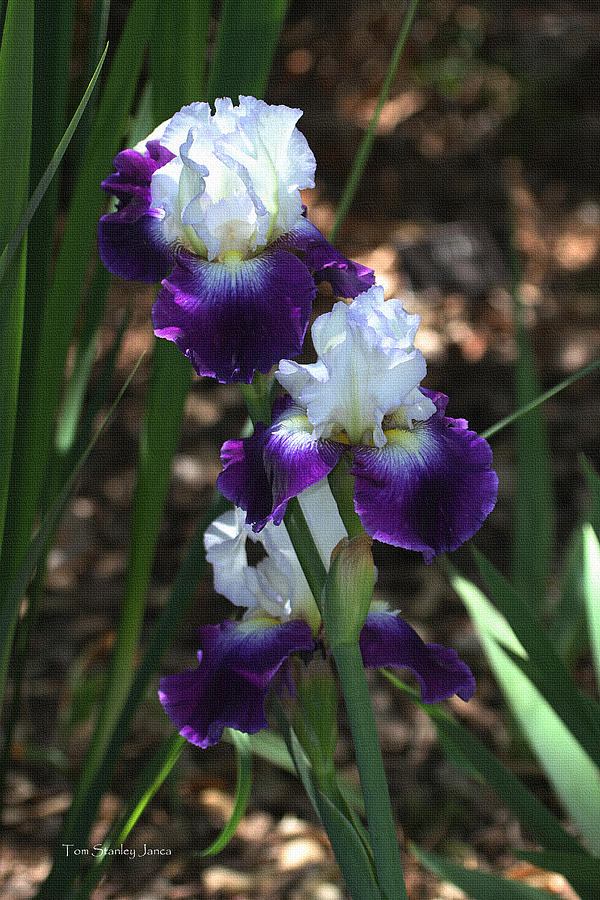 White And Purple Iris At The Arboretum Photograph by Tom Janca