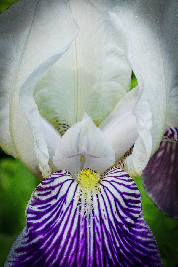 White and Purple Iris Photograph by Chita Hunter