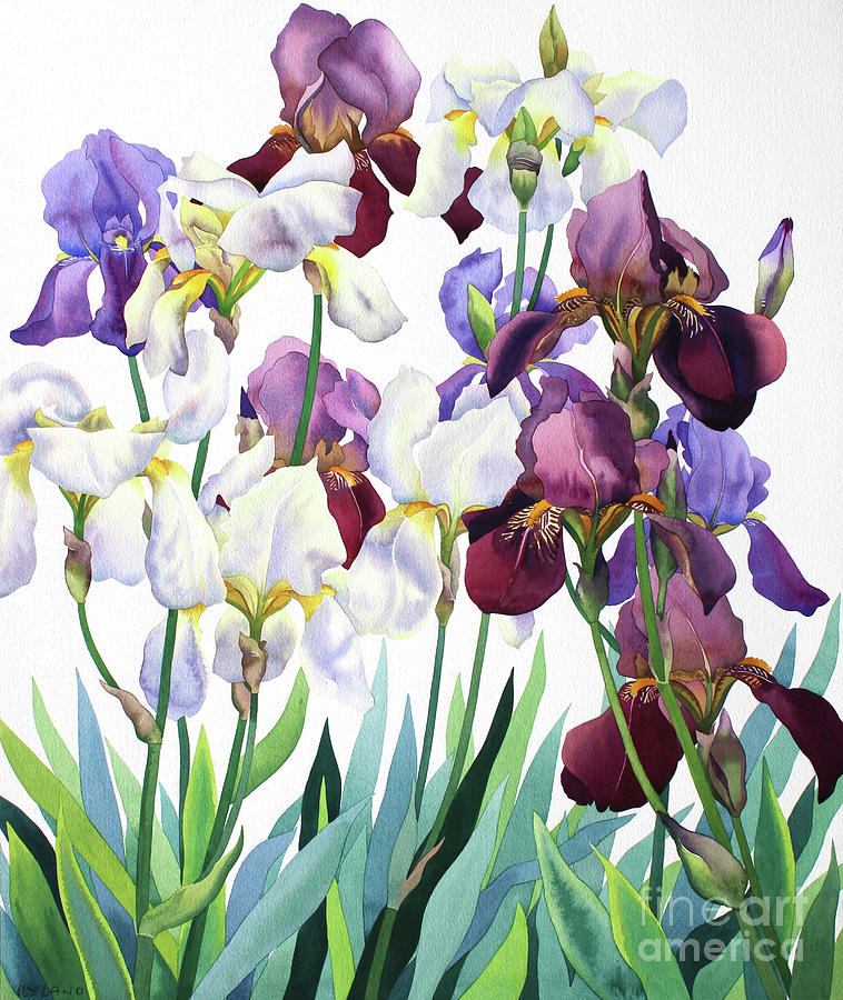 White and Purple Irises Painting by Christopher Ryland