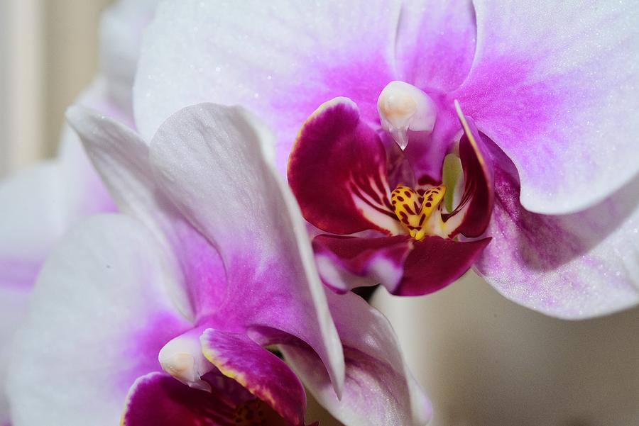 White and Purple Orchid Macro 1 Photograph by Linda Brody