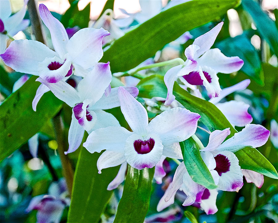 California Photograph - White and Purple Orchids in Greenhouse at Pilgrim Place in Claremont-California by Ruth Hager