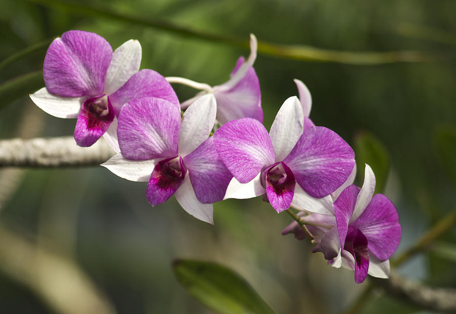 White and Purple Orchids Photograph by Michael Peychich