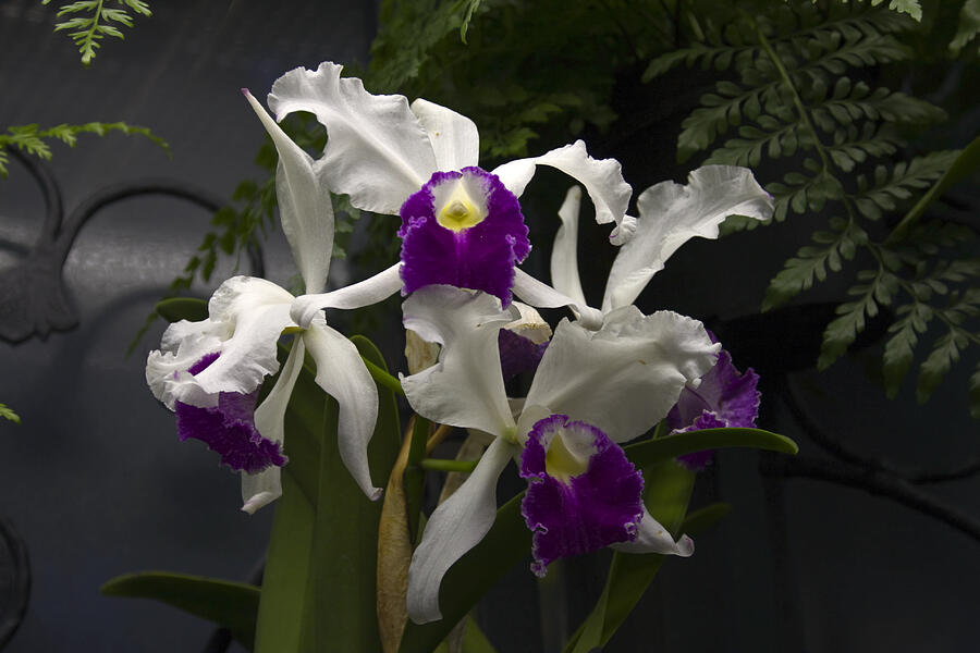 White Orchids Photograph - White and Purple Orchids by Sally Weigand