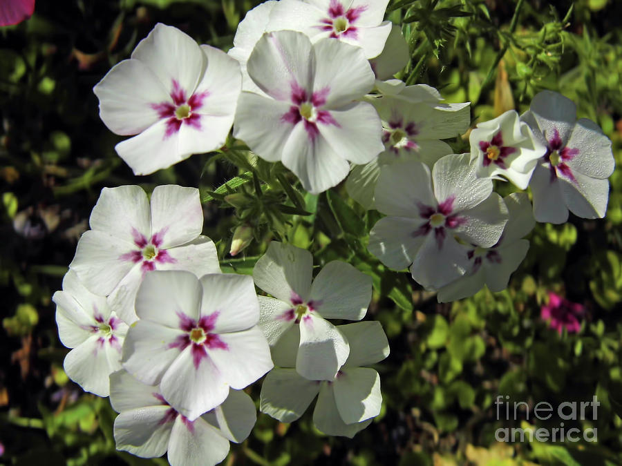 White And Purple Phlox Photograph by D Hackett