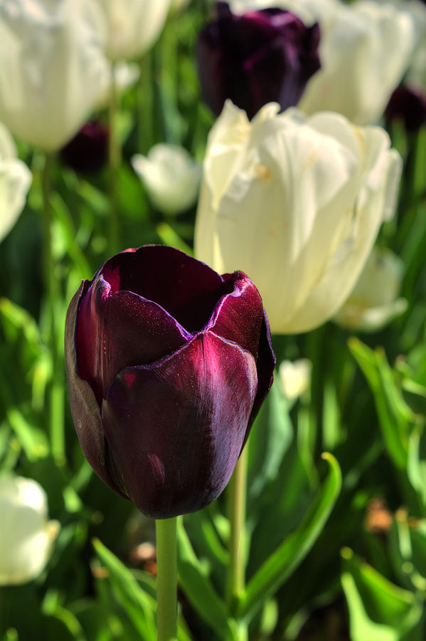 White and Purple Tulips Photograph by FineArtRoyal Joshua Mimbs