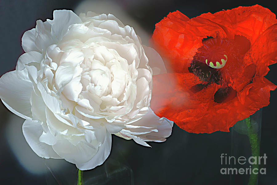 Poppy Photograph - WHITE and RED in FLORAL KINGDOM. by Alexander Vinogradov
