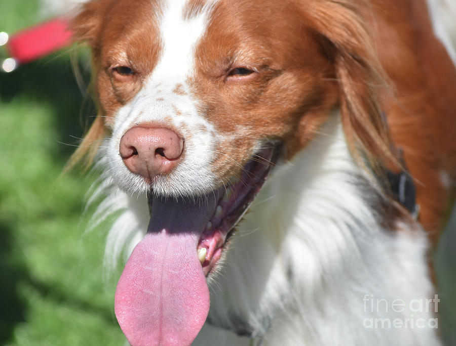 White and Red Brittany Spaniel with His Tongue Out Photograph by DejaVu Designs