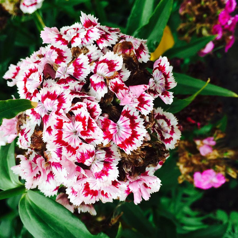 Spring Photograph - White and red carnation flower by Veronika Podorvanova