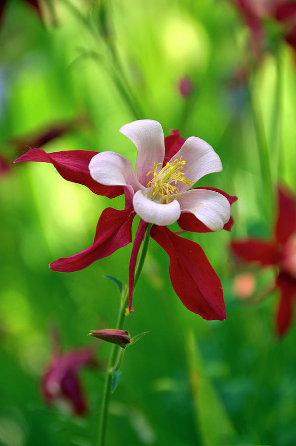 White and Red Columbine  Photograph by James Steele