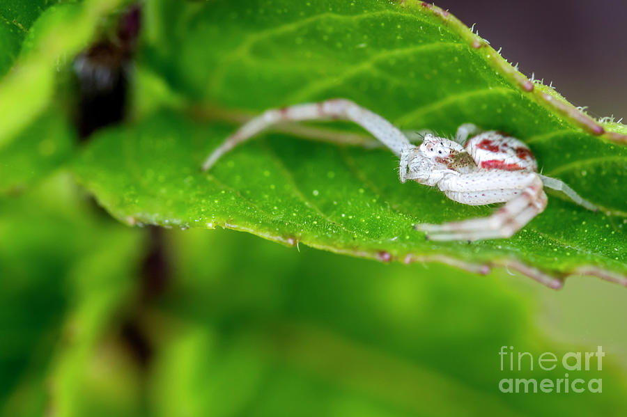 White and Red Crab Spider on Mint Photograph by Shawn Jeffries