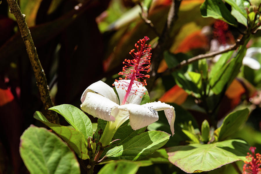White and red Hibiscus Photograph by Jason Hughes