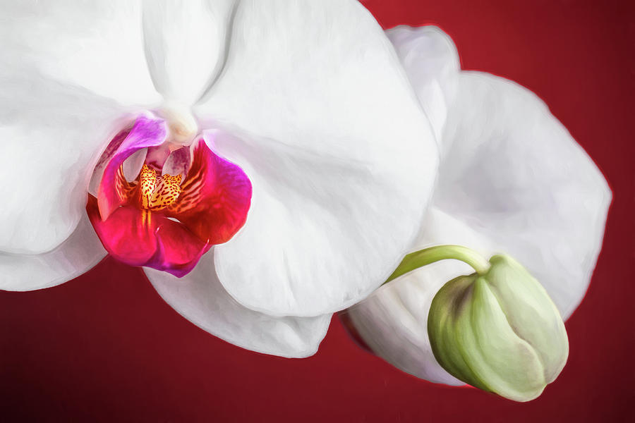 Flower Photograph - White and Red Orchids by Tom Mc Nemar