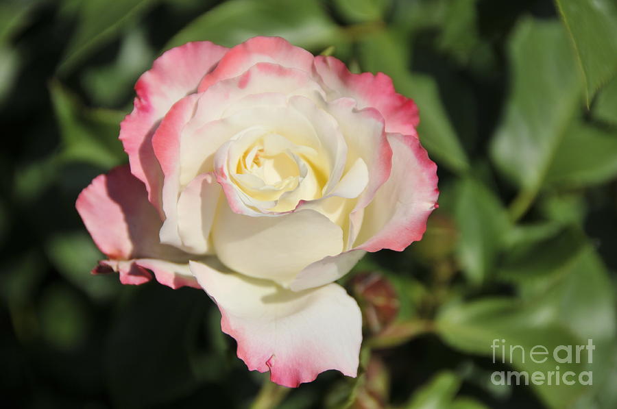 White and Red Rose 3 Photograph by Rudolf Strutz | Fine Art America