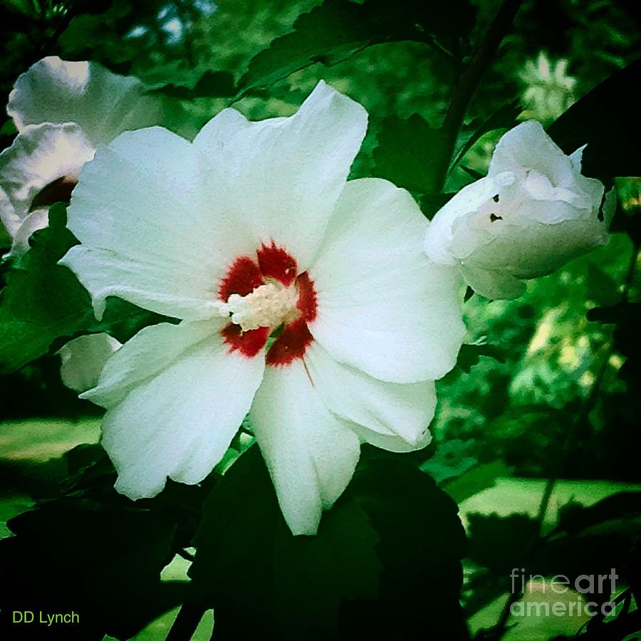 White Photograph - White and Red Rose of Sharon With Bud by Debra Lynch