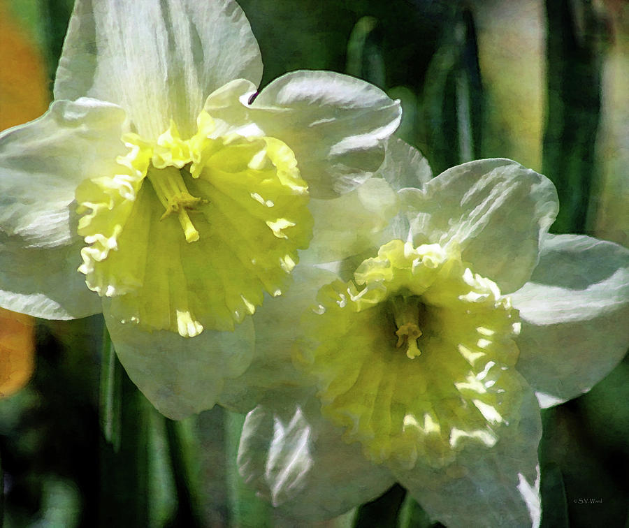 White and Yellow Daffodil 8887 IDP_2 Photograph by Steven Ward