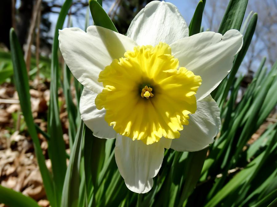 White and Yellow Daffodil in Full Bloom Photograph by Cynthia Woods