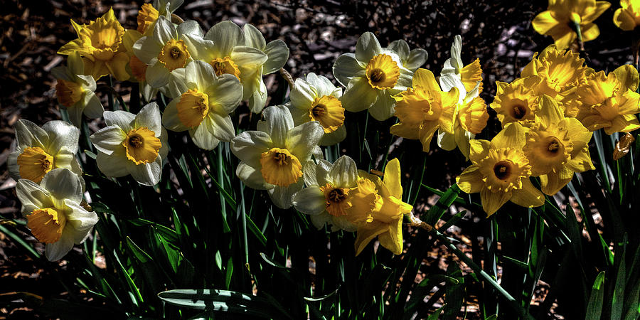 White and Yellow Daffodils Photograph by David Patterson