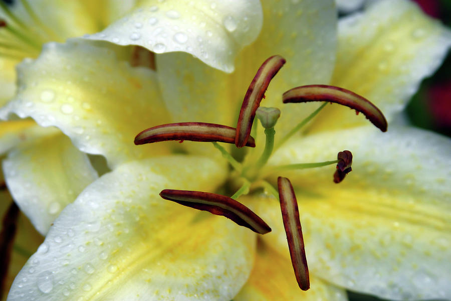 White and Yellow Daylily in Rain 1796 H_2 Photograph by Steven Ward