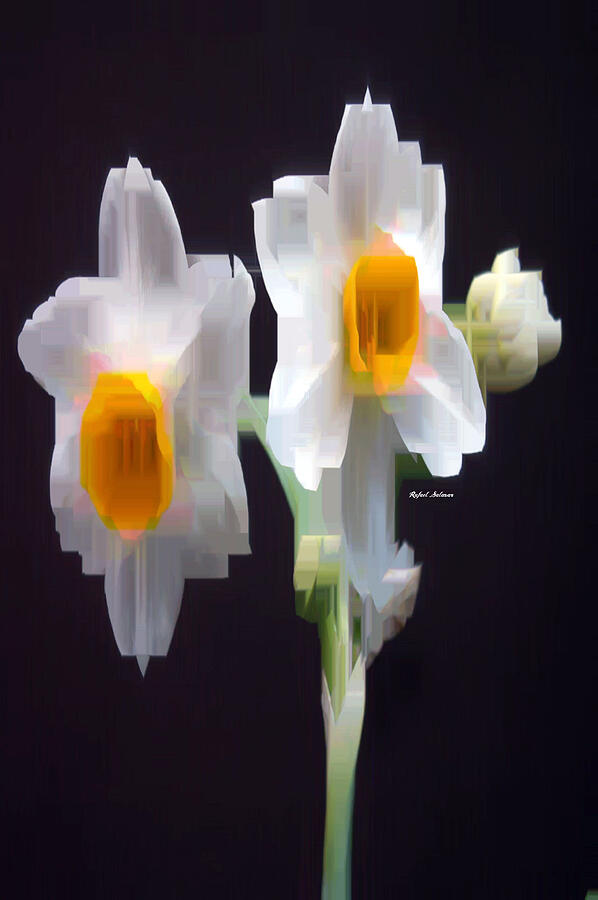 White and Yellow Flower Digital Art by Rafael Salazar