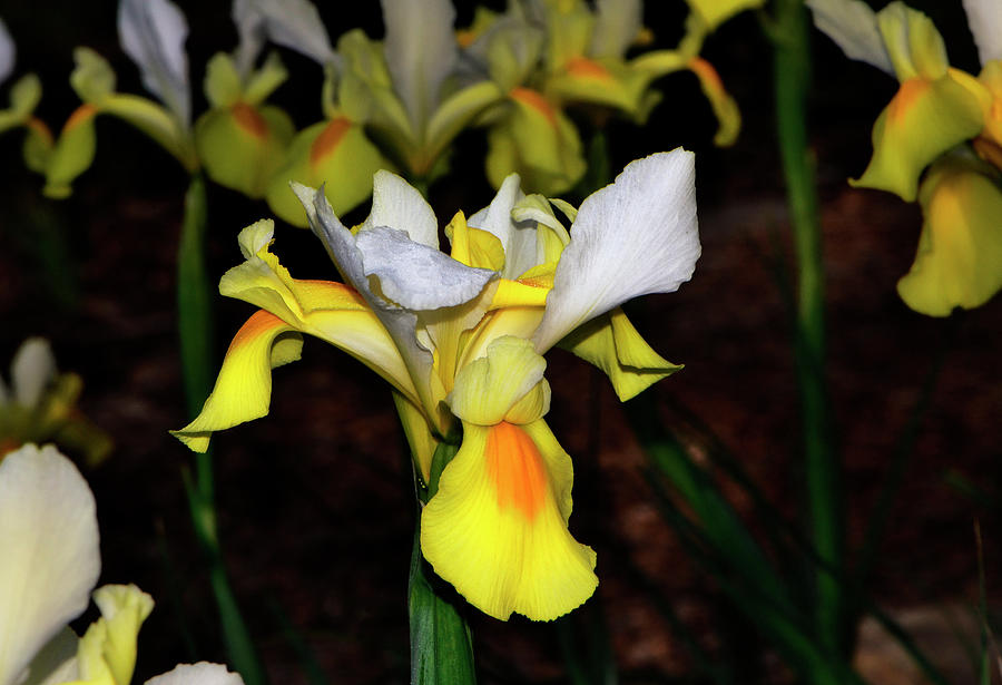 White And Yellow Iris 004 Photograph by George Bostian