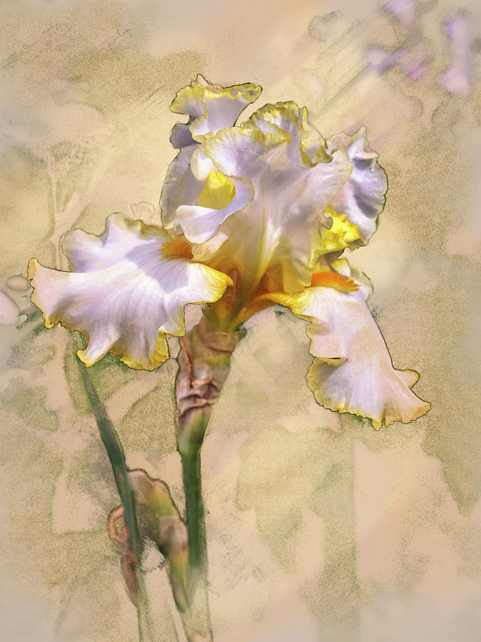 White and Yellow Iris Digital Art by Mark Mille