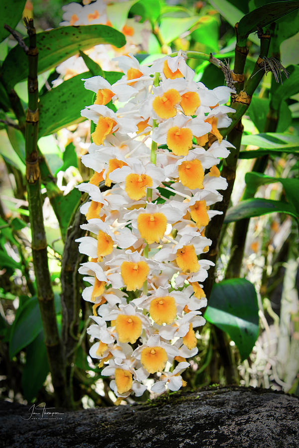 White and Yellow Orchids Photograph by Jim Thompson