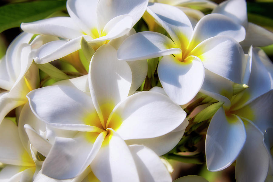 Flower Photograph - White and Yellow Plumeria 2 by Brian Harig