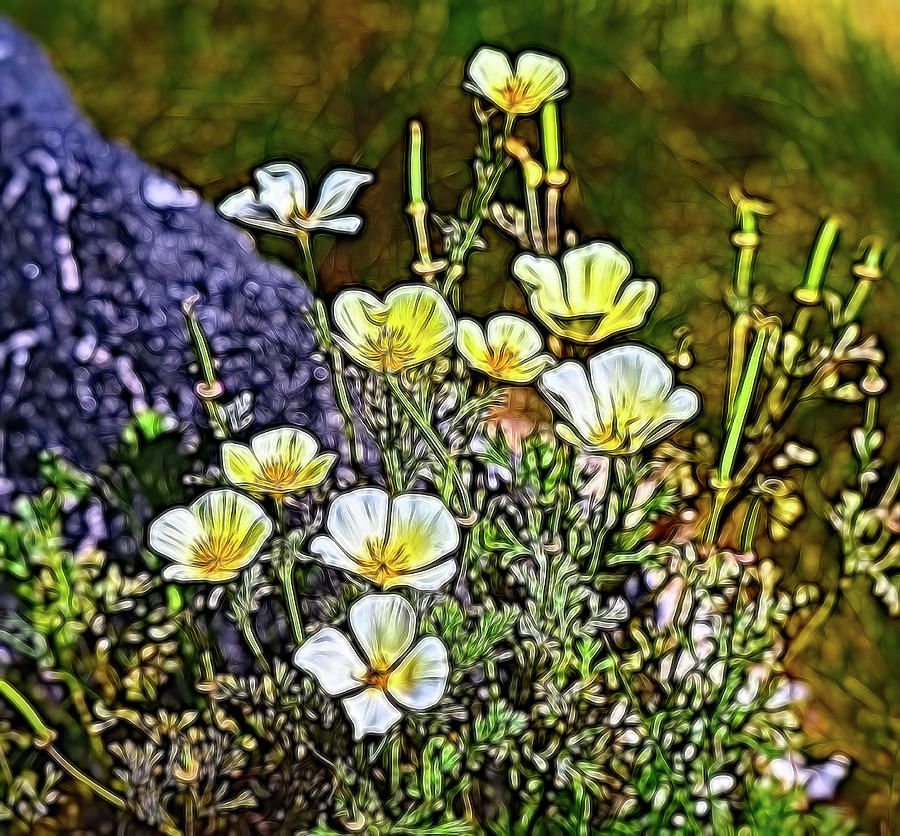 White and Yellow Poppies Abstract Glow 1 Digital Art by Linda Brody