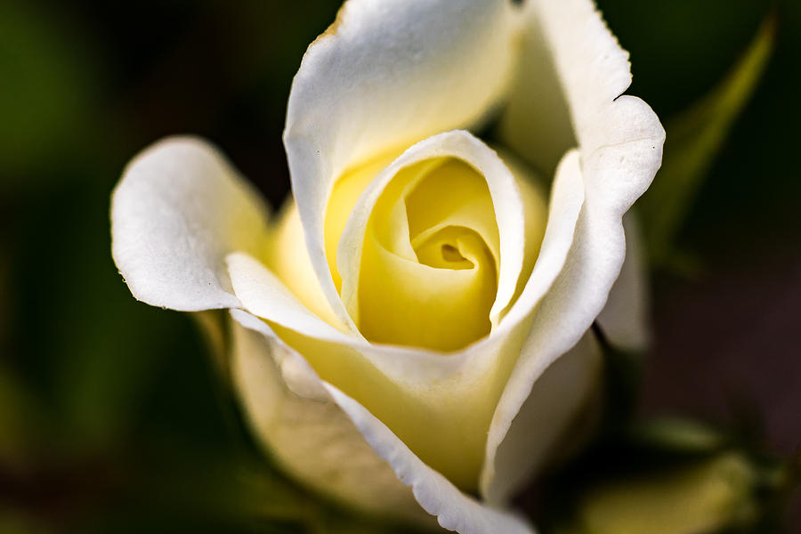White and Yellow Rose Photograph by Jay Stockhaus