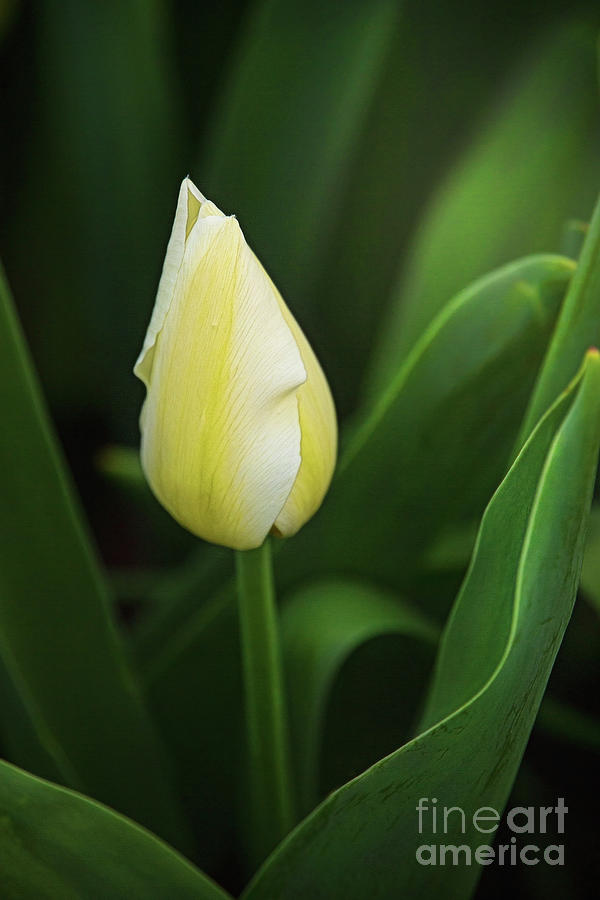 White And Yellow Tulip Photograph by Sharon McConnell