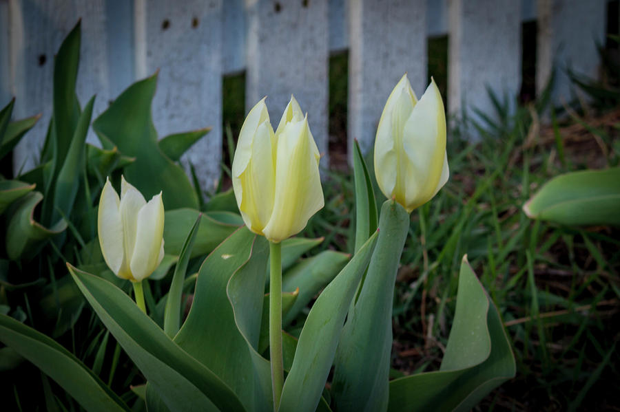 White and Yellow Tulips Photograph by K Bradley Washburn