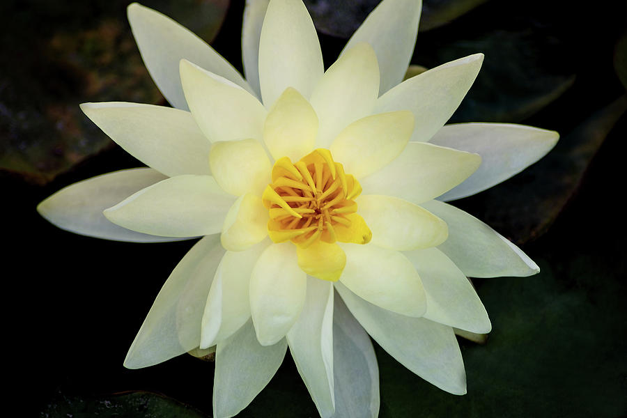 White and Yellow Water Lily Photograph by Don Johnson
