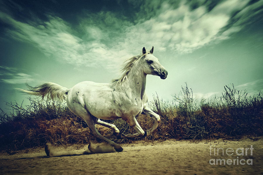 White Andalusian horse runs gallop in summer time Photograph by Dimitar Hristov