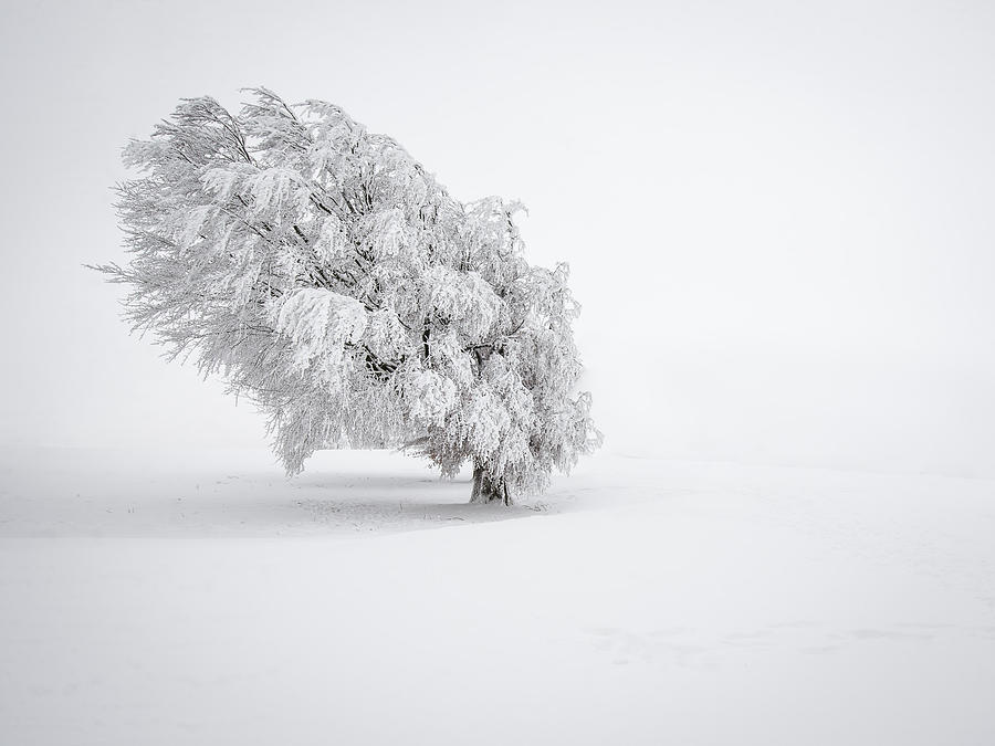 Winter Photograph - White by Andreas Wonisch