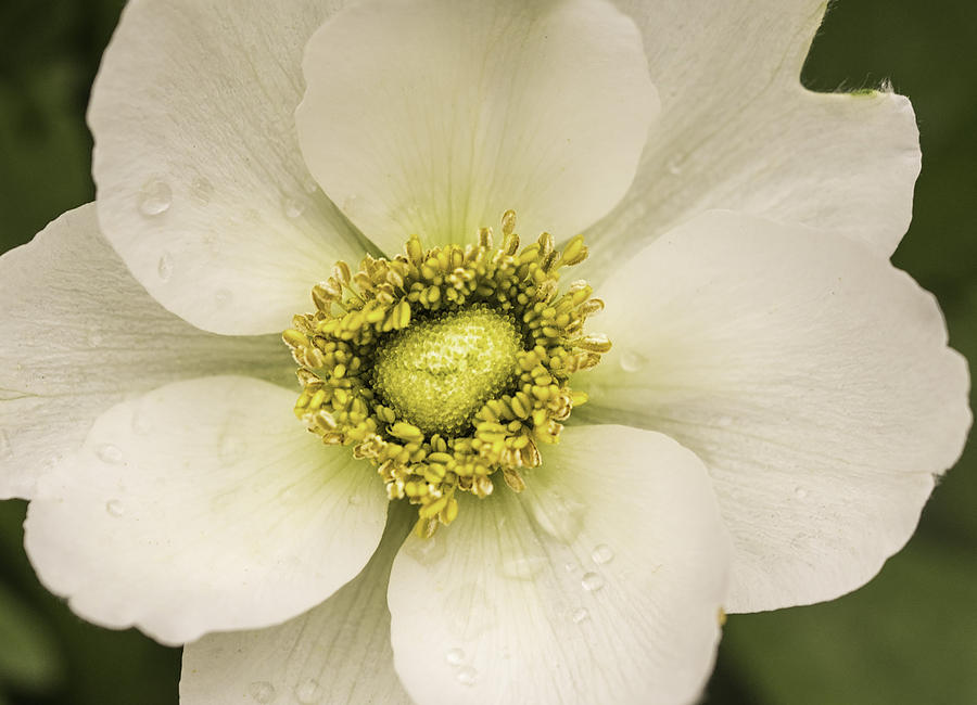 White Anemone Photograph by Cathy Donohoue
