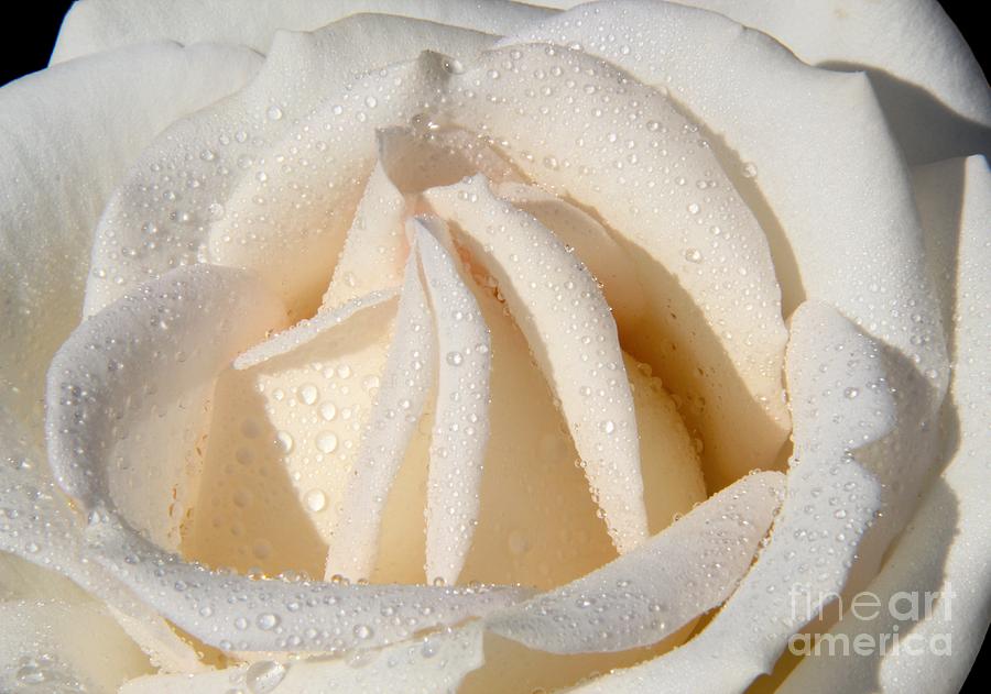 White Angel Rose Photograph by Mariola Bitner