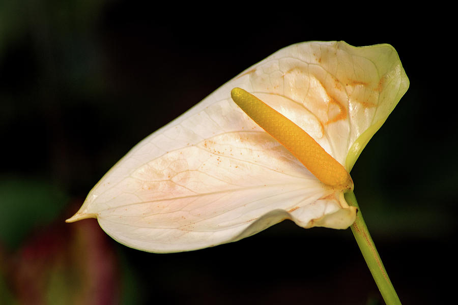 White Anthurium Photograph by Don Johnson