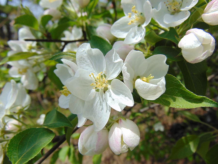 White Apple Blossoms Photograph by Kathryn Pinkham