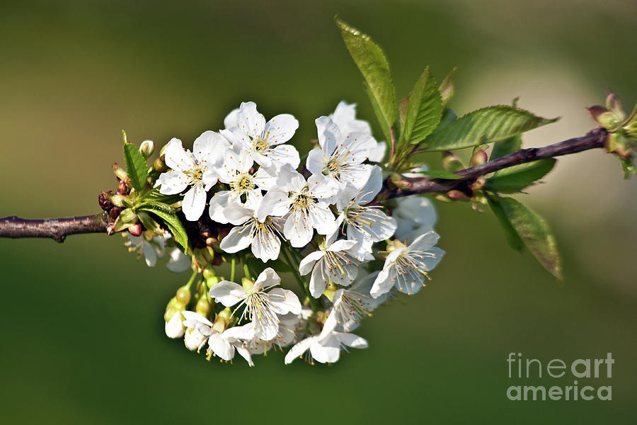 White Apple Blossoms Photograph by Silva Wischeropp