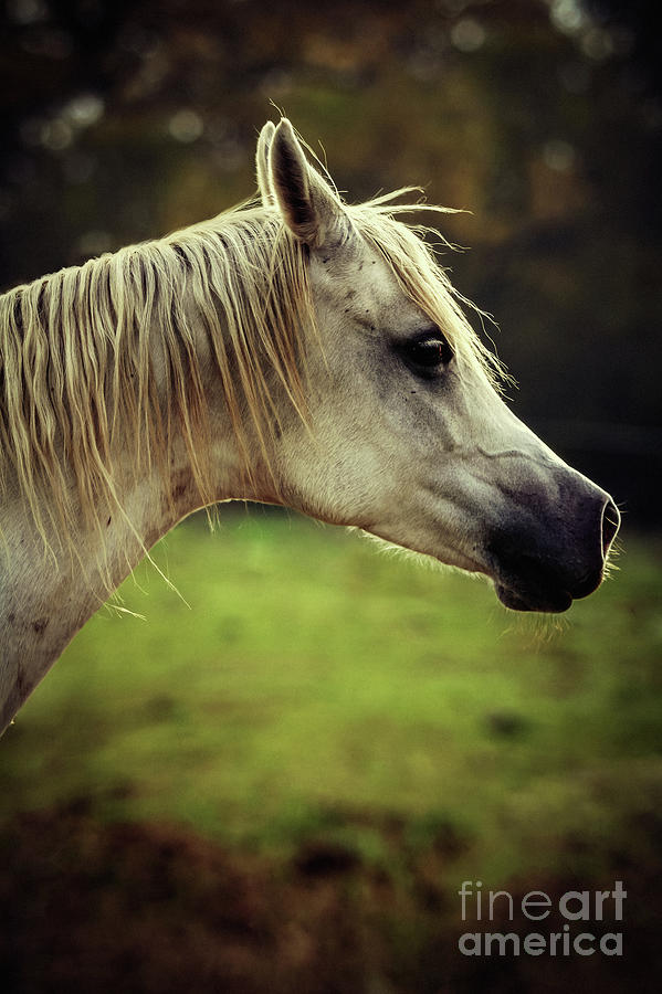 white arabian stallion head