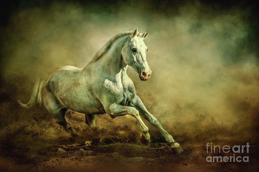 White Arabian Stallion Running In Dust Photograph by Dimitar Hristov