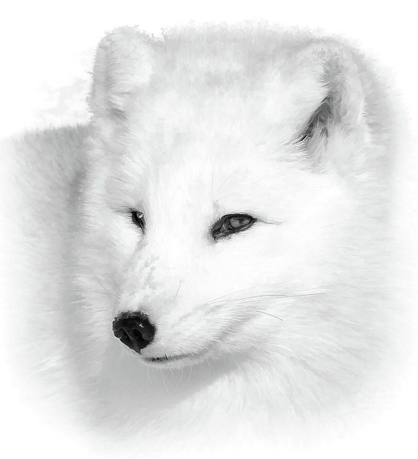White Arctic Fox BW Portrait Photograph by Athena Mckinzie