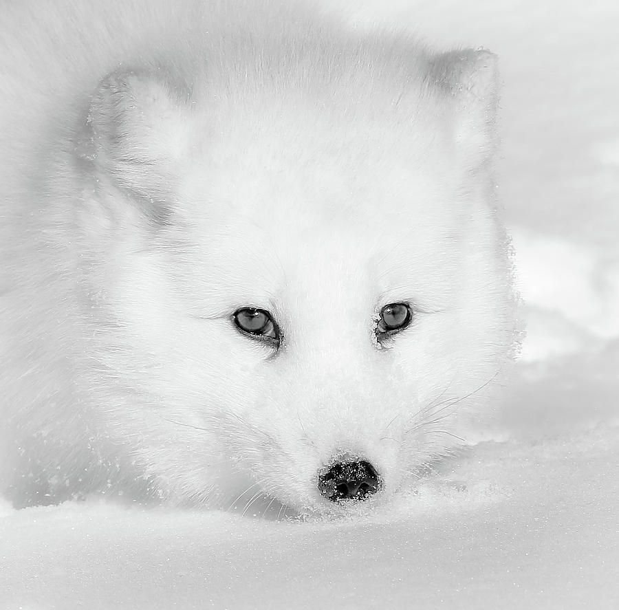 White Arctic Fox Face Close Up BW Photograph by Athena Mckinzie