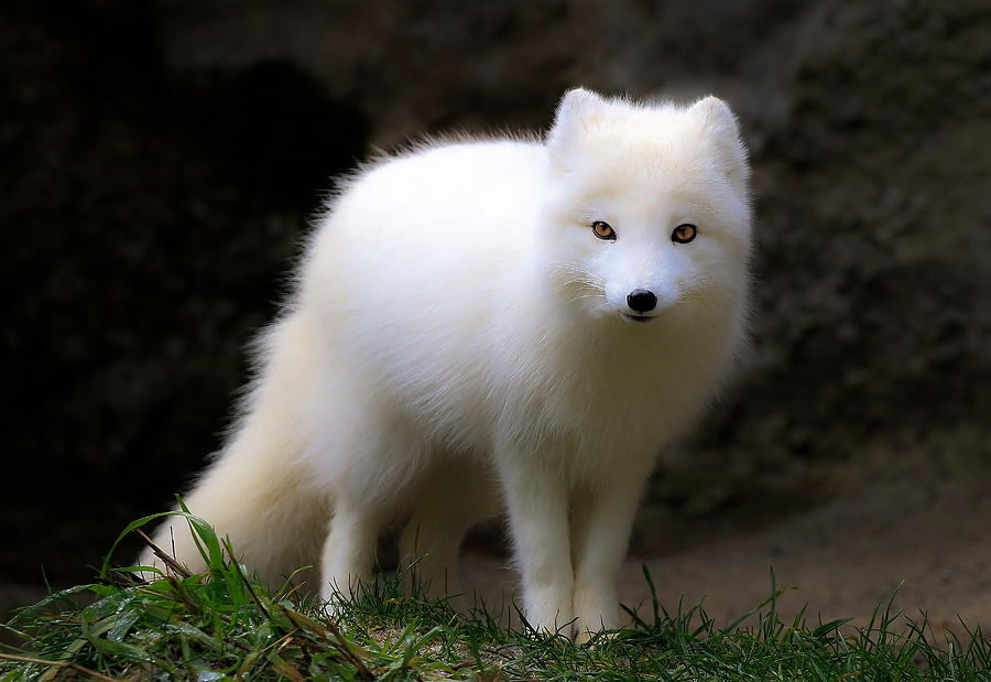 White Arctic Fox Puffball Photograph by Athena Mckinzie