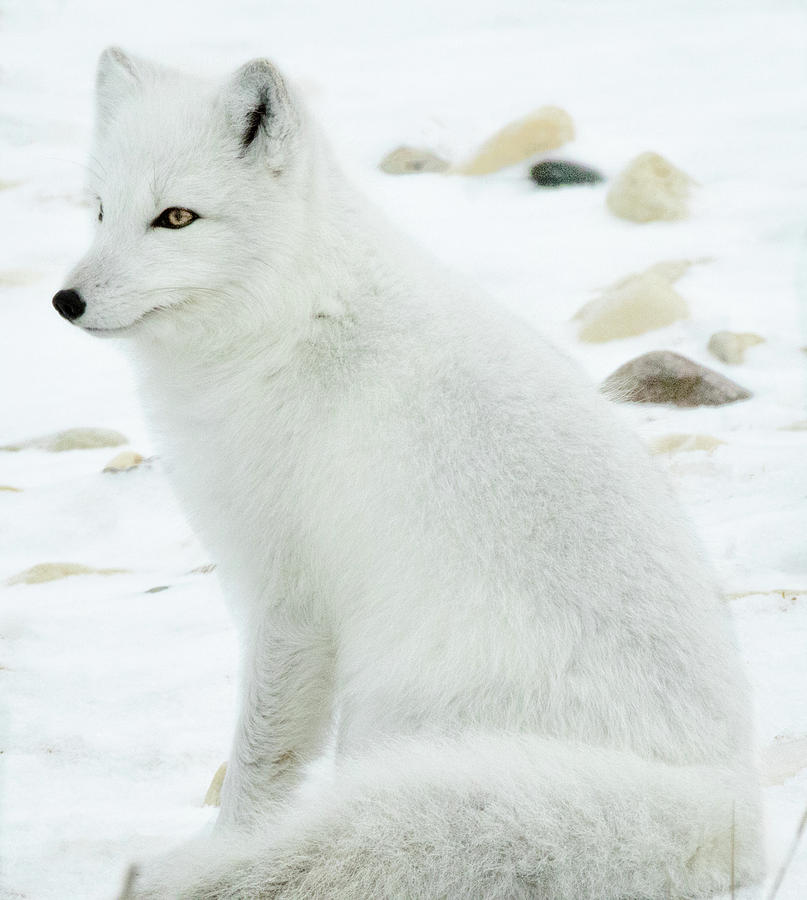 White Arctic Fox Photograph by Steven Upton