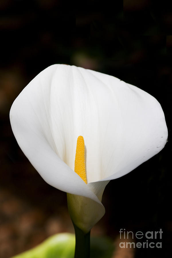 White Arum Lily Photograph by Jorgo Photography