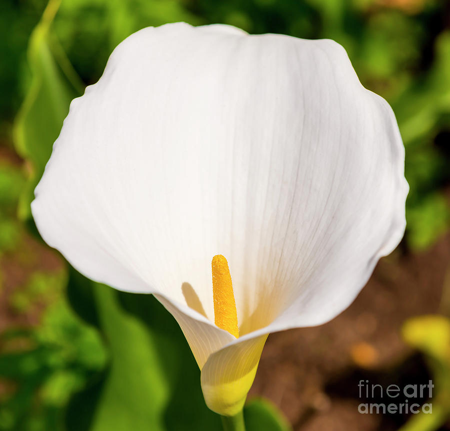 White Arum Lily Photograph