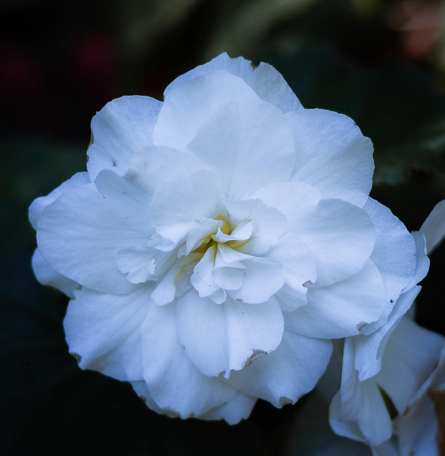 White as Snow Begonia Photograph by Judy Wright Lott