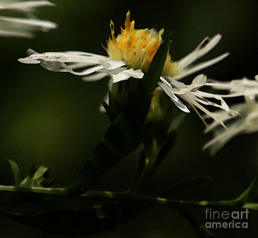 White Aster Photograph by Linda Shafer